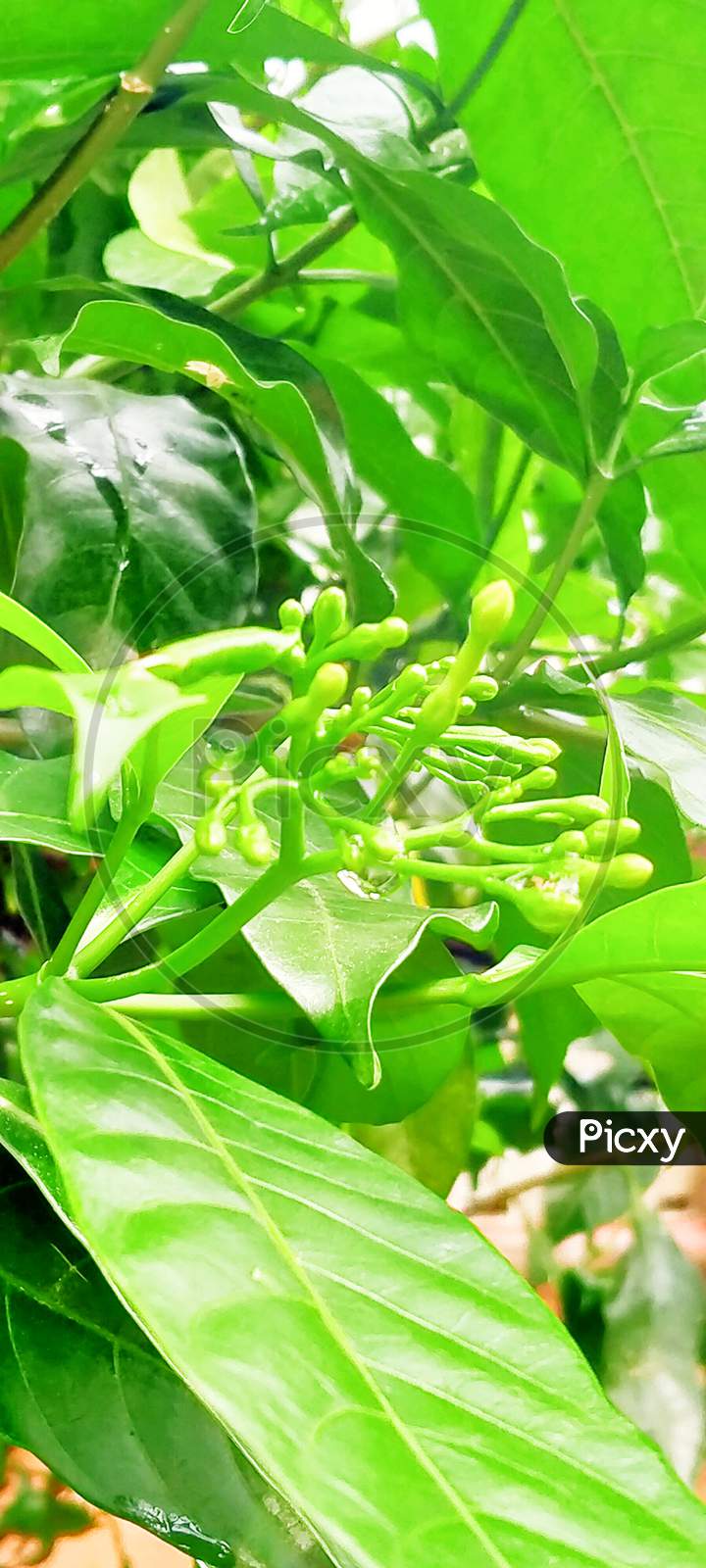 Flowering plant in sunlight in rainy season