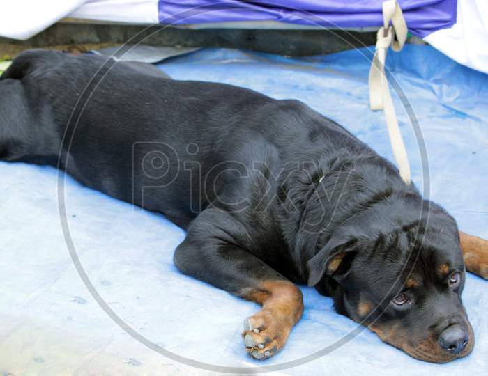 Yellow Black colored 'Rottweiler' Dog closeup while laying and resting.