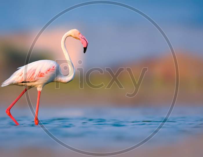 Greater Flamingo Bird Wading In Lake On Dusky Evening