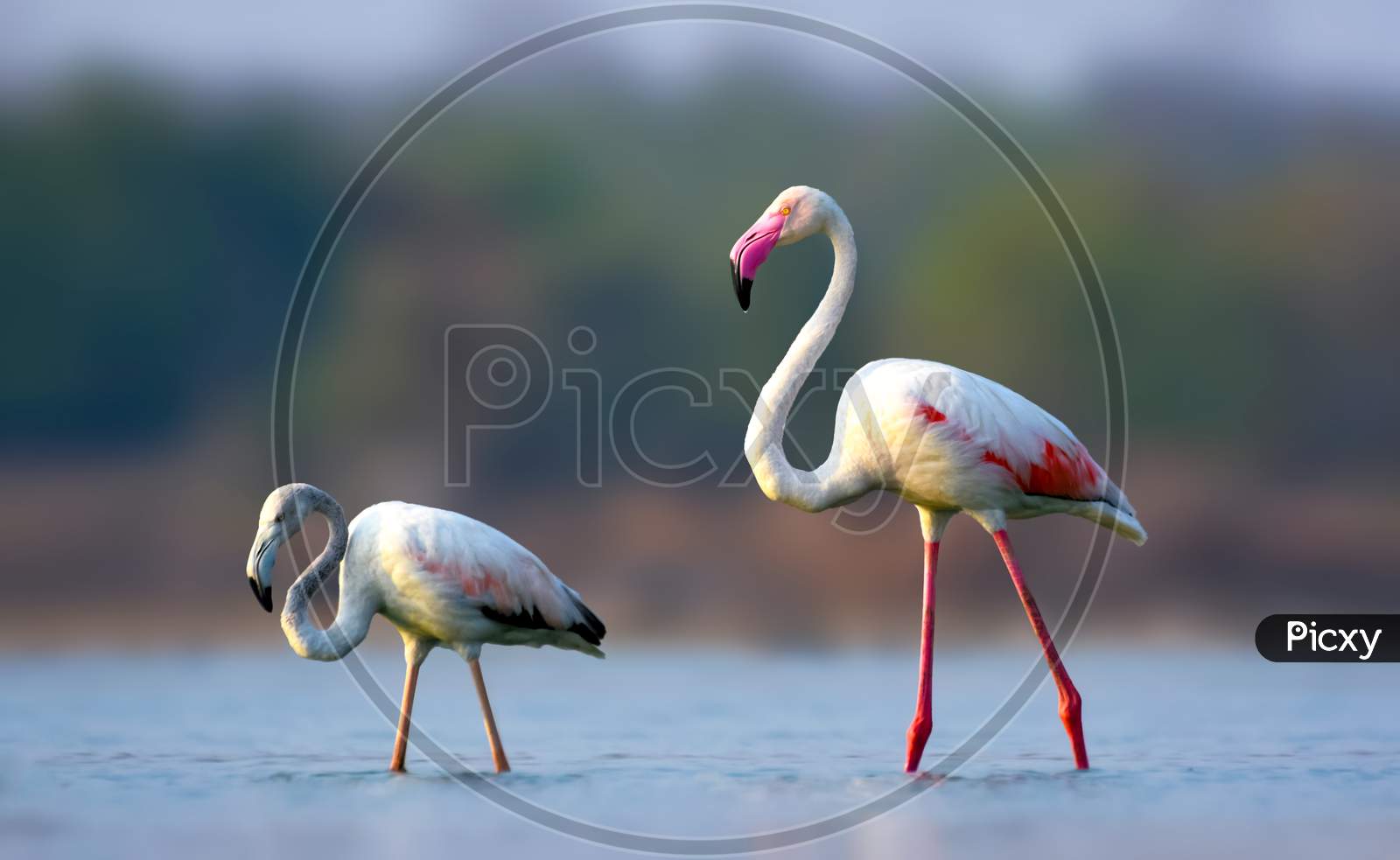 Greater Flamingo Bird With Juvenile Or Young Bird
