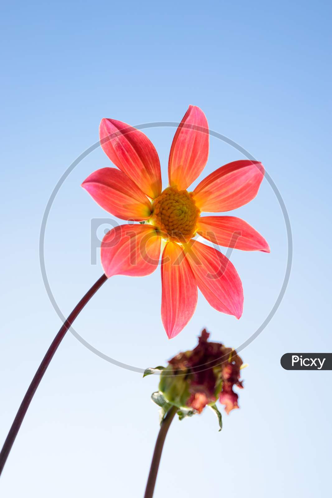 Red Dahlia flower with blue sky, India