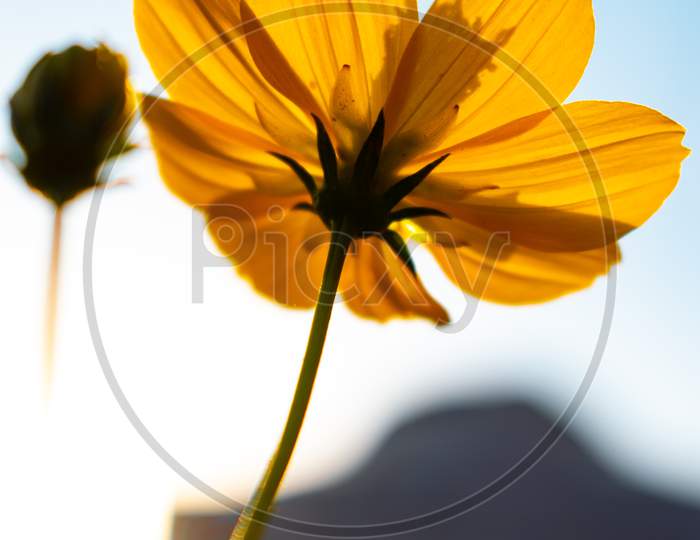 Yellow cosmos flower below, beneath,  low angle shot, focus on petals, India