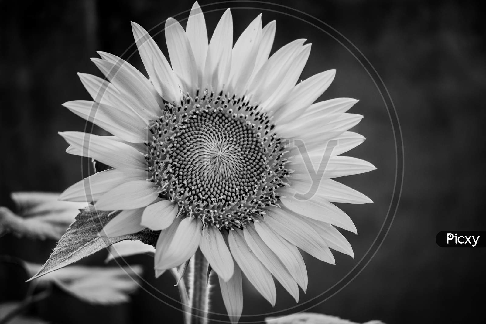 Single black and white Sunflower, India