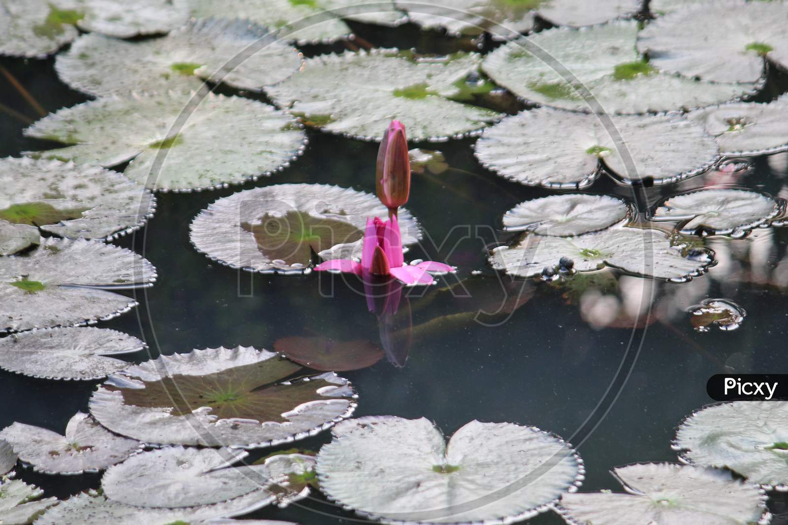 Lotus bud blooming on still water with it's green leaf, looking beautiful on a bright day.