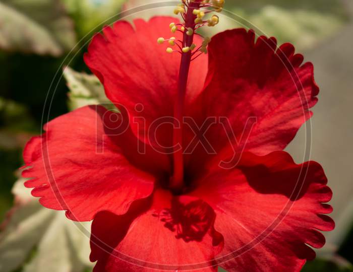 Red Hibiscus flower close up shot with blur background, focus on petals, India
