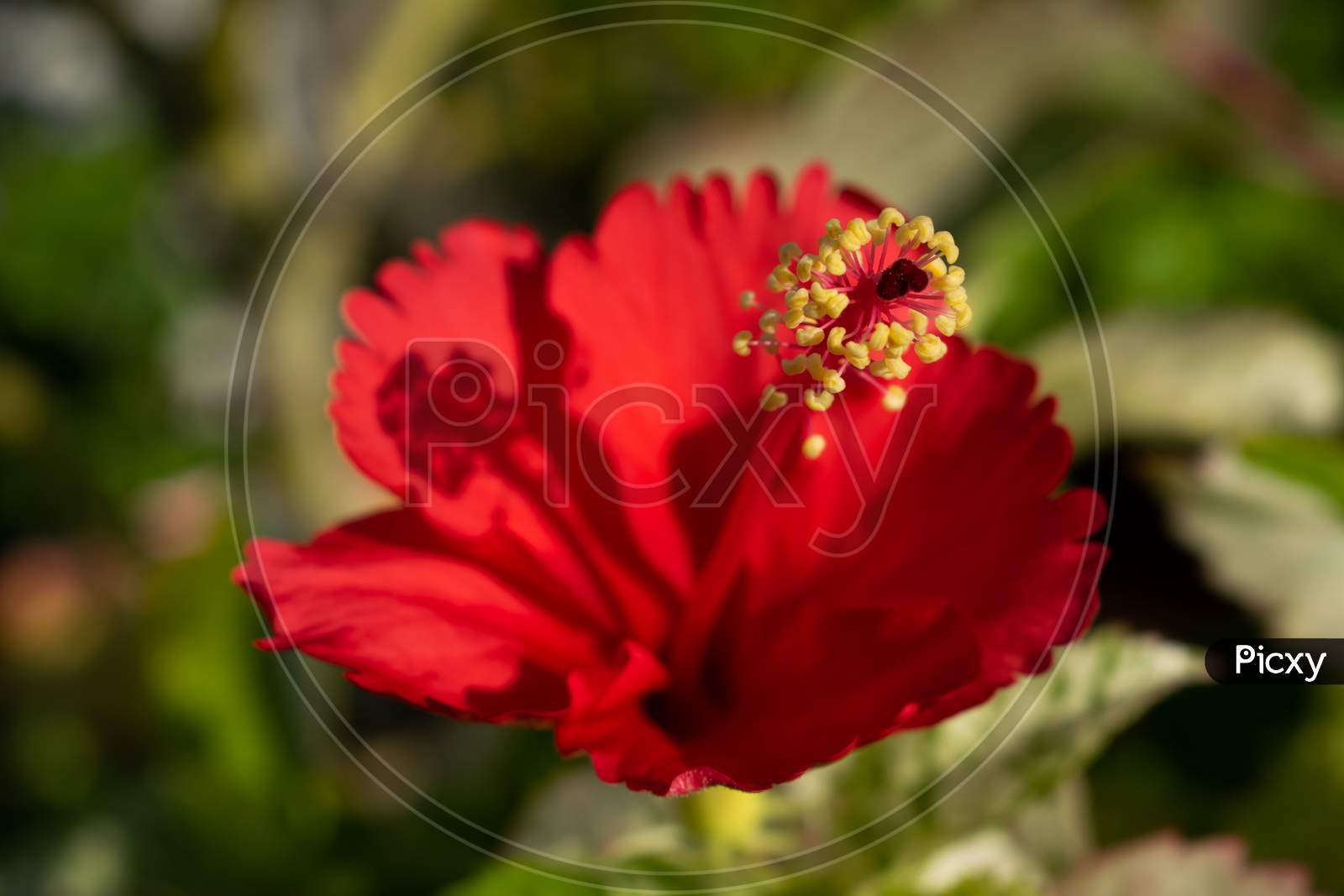 Red Hibiscus flower blooming close up, focus on stamen, India