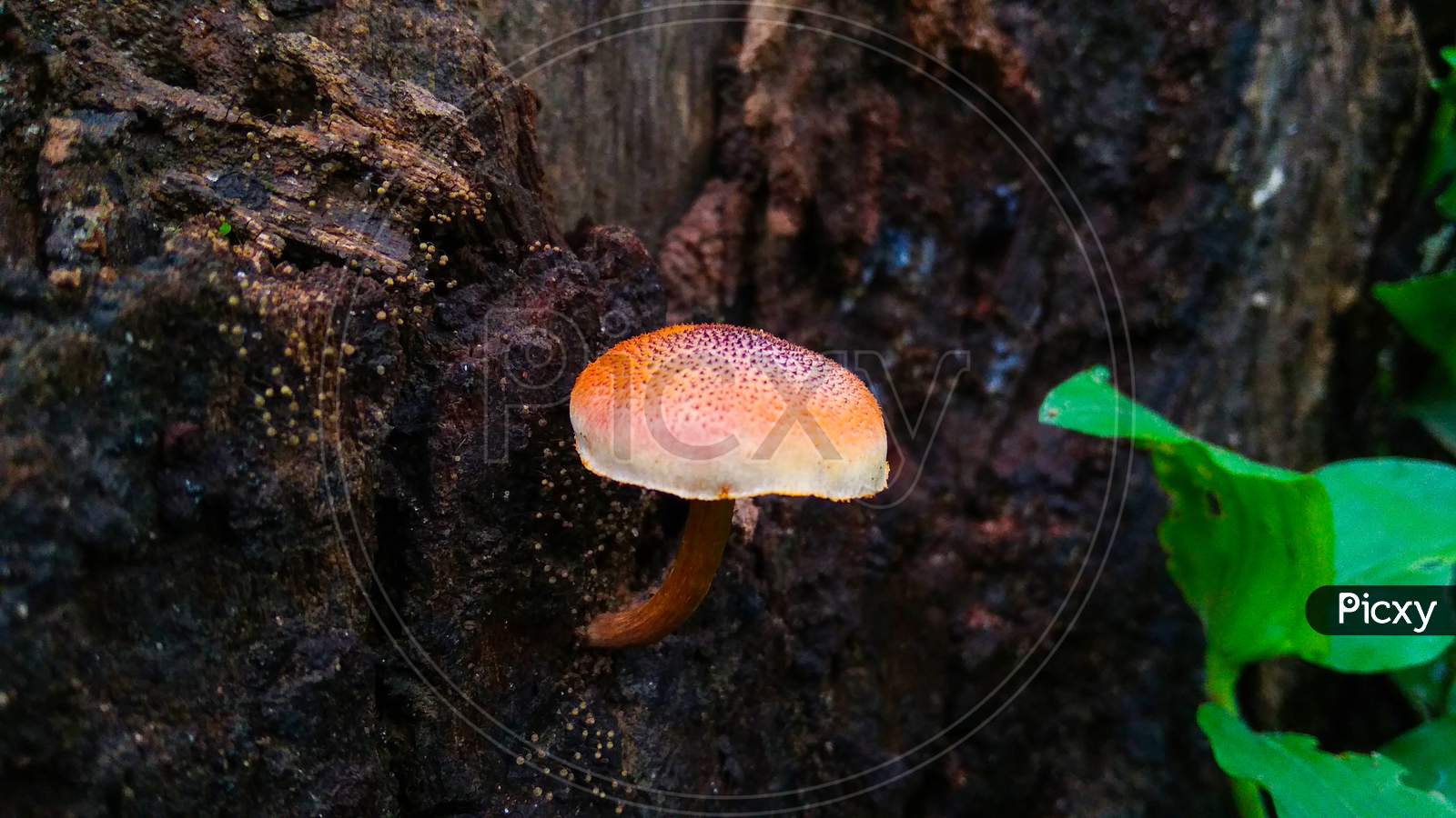 The Orange Mushroom Grow In The Black Wood Forest, Single Mushroom