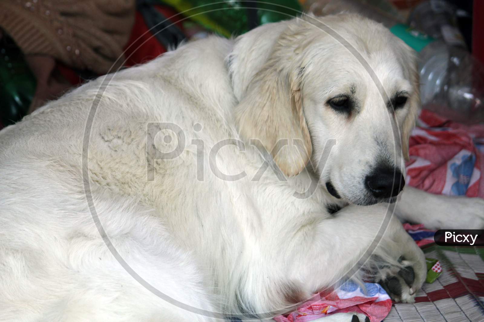 Golden white colored 'Labrador Retriever' Dog resting and sitting.