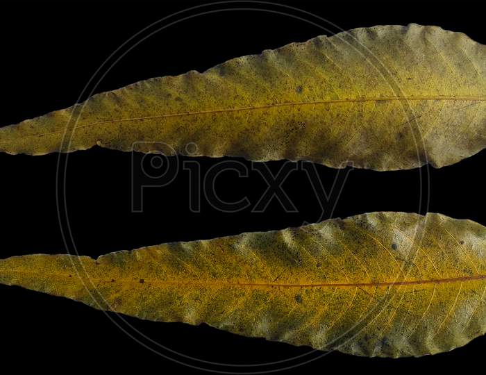 Fruit Tree Leaves Dark And Yellow On Black Stone Background