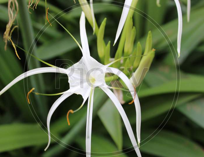 Hymenocallis speciosa, the green-tinge spider lily display with green nature