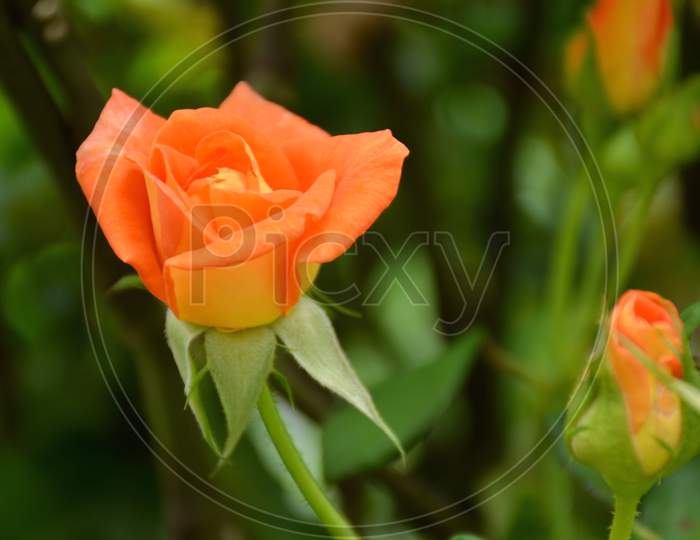 The Orange Color Rose Flower With Green Leaves And Branch
