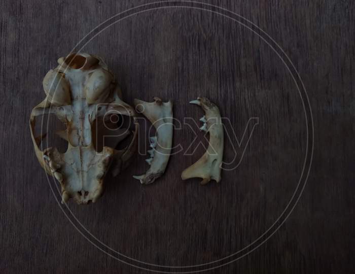 Cat skull and teeth on a wooden table