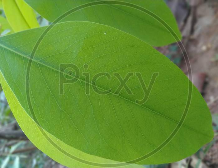 Green leaf wildplant closeup Photography background