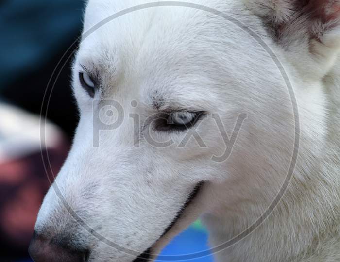 White and grey colored 'Alaskan Malamute' Dog closeup view on a field.