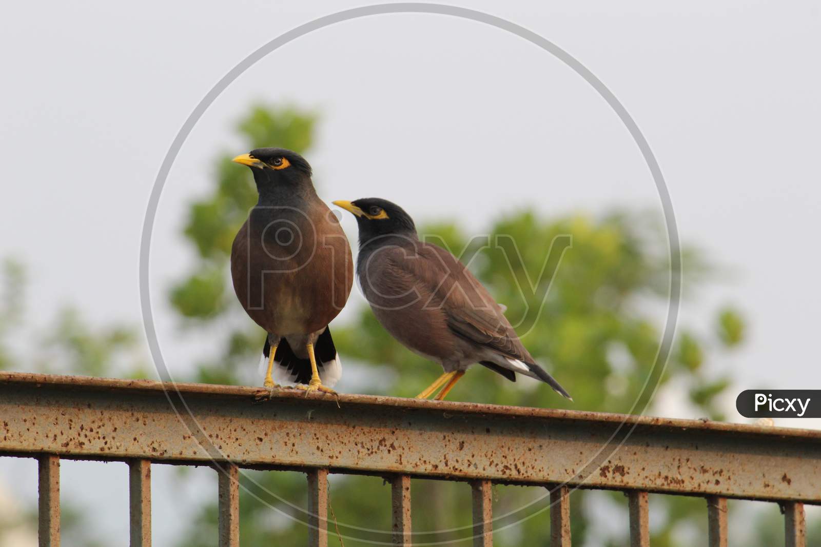 Pair of common myna bird or Shalik Pakhi or Indian mynah sitting on a iron barrier