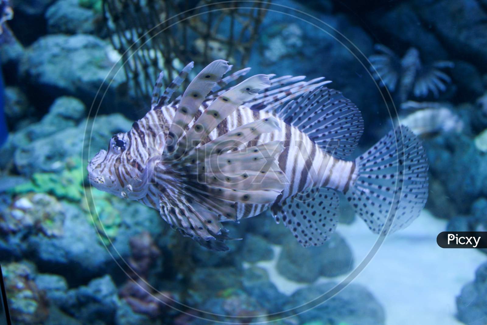 Lion Fish,Aquarium Fish