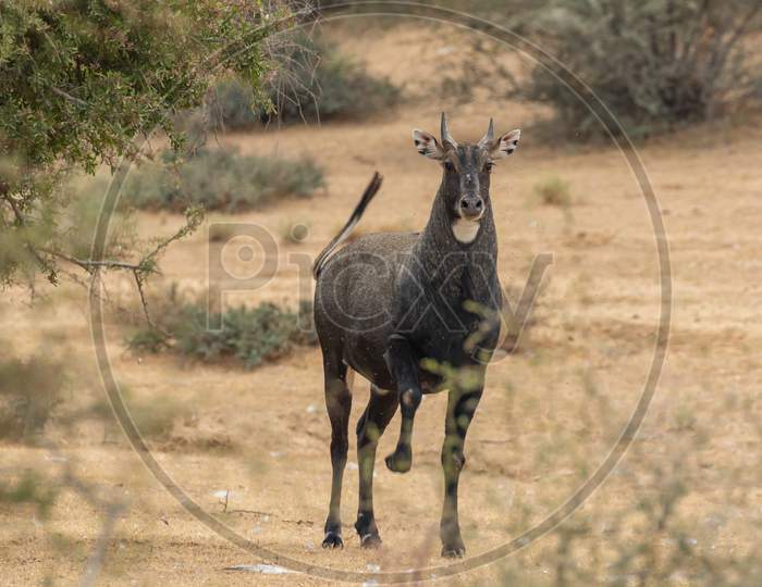 A young nilgai also known as blue bull