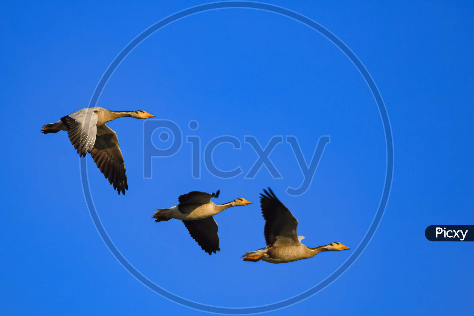 Three bar headed goose flying in a symmetry