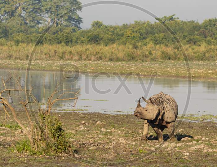 A single horn rhino grazing grass