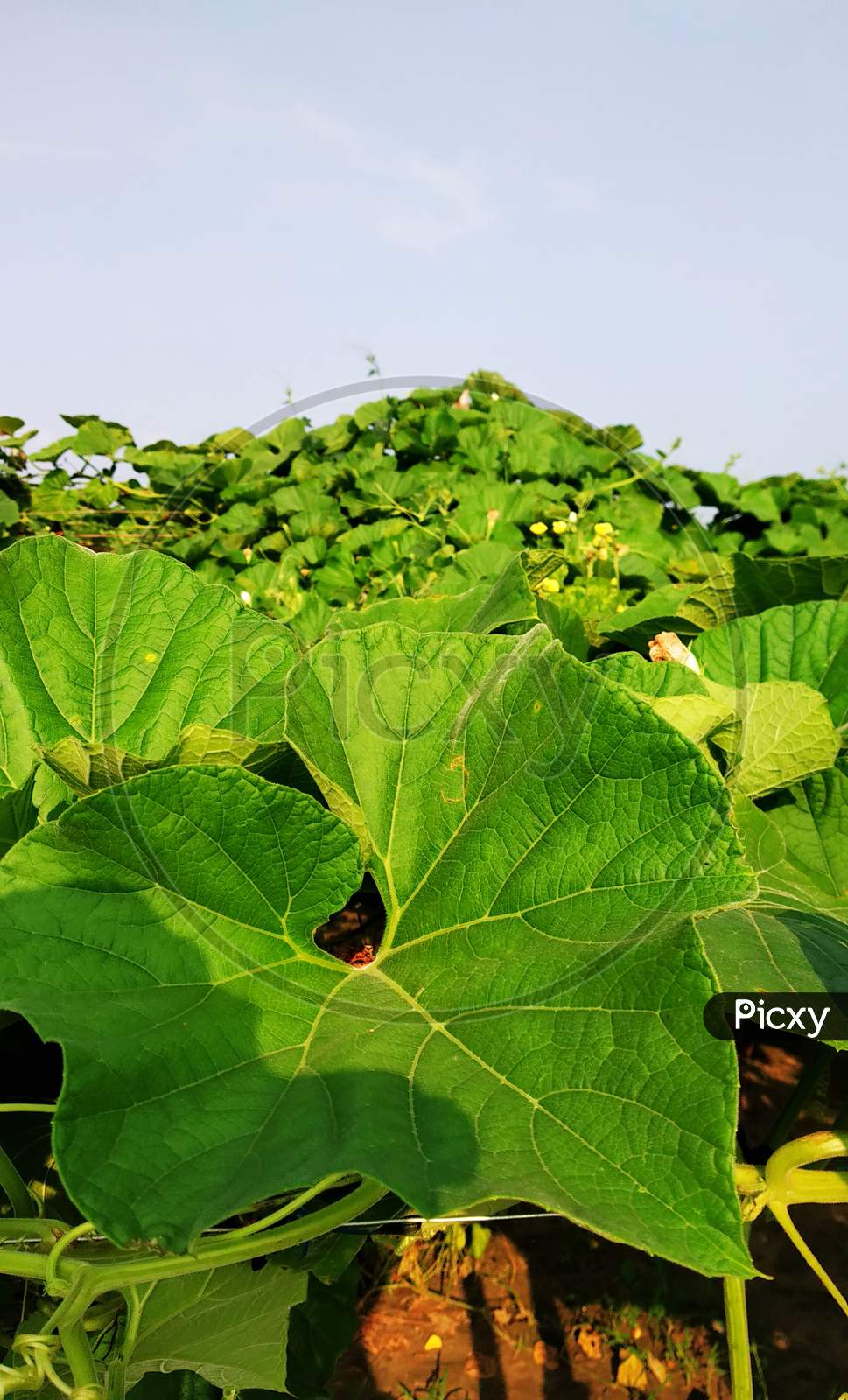 It is a gourd plant.  And this is his leaves.  Its color is green.  The sky has a view of the farm in the background.