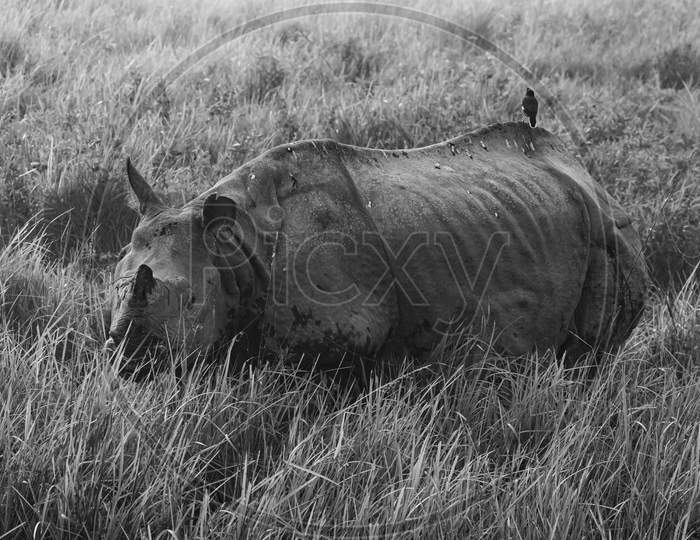 A monochrome image of a one horned rhino standing and grazing amidst tall grass