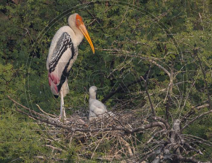 A painted stork  also known as mycteria leucocephala standing with its juveniles