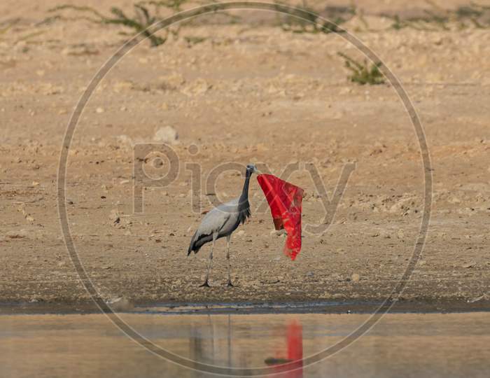 A piece of red cloth thrown carelessly near a lake been picked up and being thrown by a Demoiselle crane