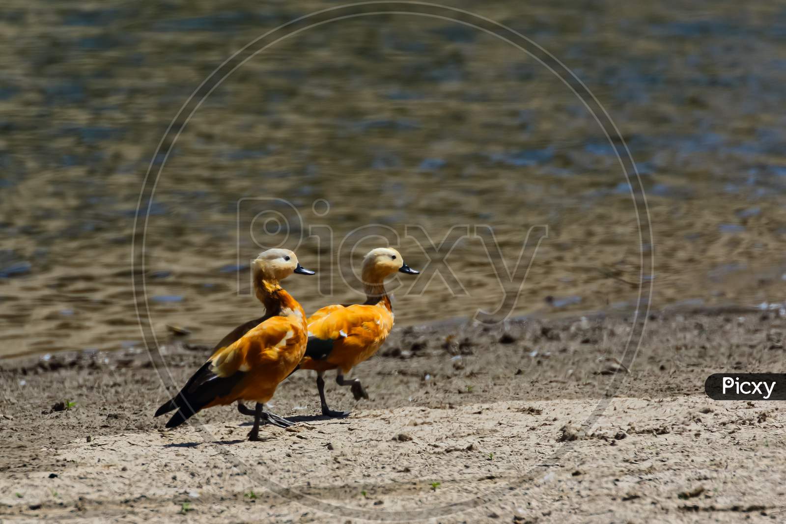 A pair of ruddy shelduck also called brahminy duck walking