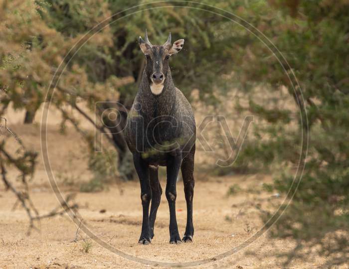 A young nilgai also known as blue bull