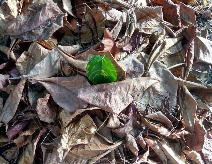 Dry leaves with one green leaf, welcome to Autumn