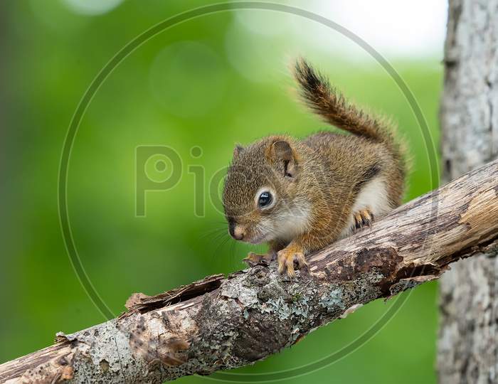 a squirrel baby