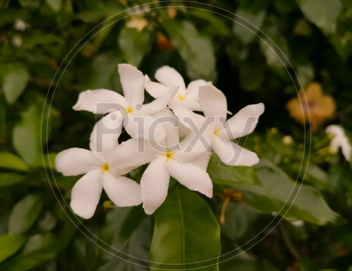 Top view of white color flowers in dark background