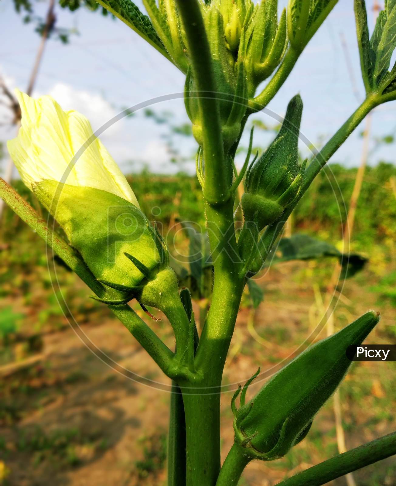 This is lady's finger.  And Okra!  The color of the flower is yellow.  The lady's finger is green.  Its background has a view of the farm.