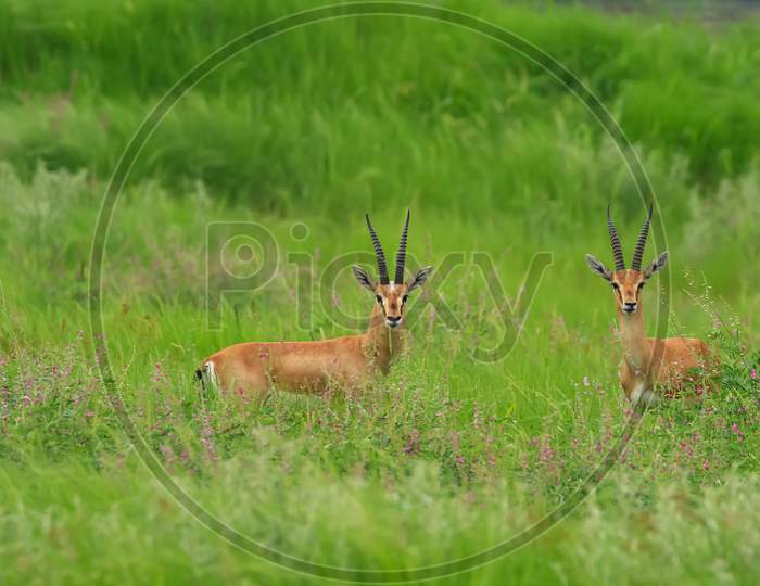 A pair of an Indian gazelle antelope also called Chinkara