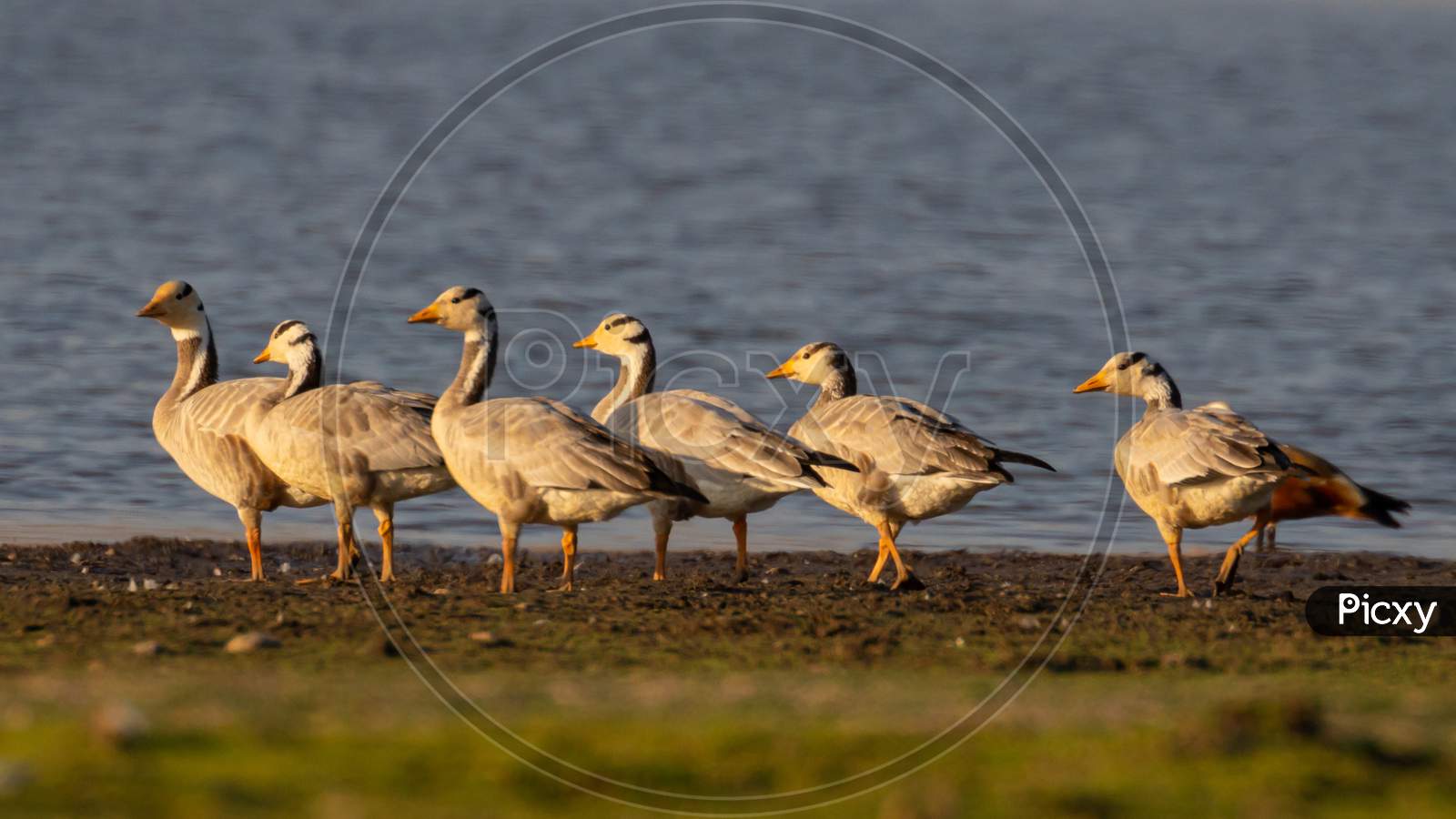 A flock of bar headed geese in the banks of lake