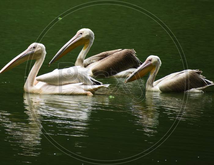 Three Beautiful Geese And Storks Are Swimming On The Water of A Lake