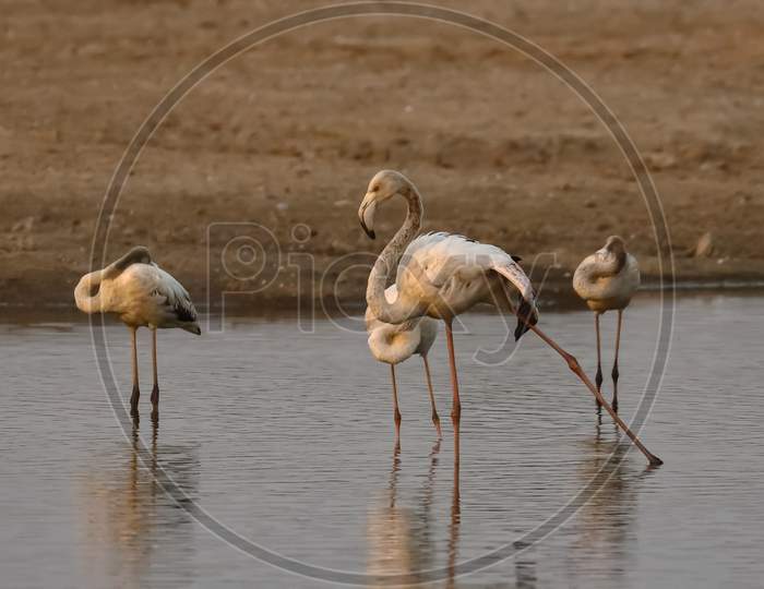 A greater flamingo displaying and practicing its dancing skills