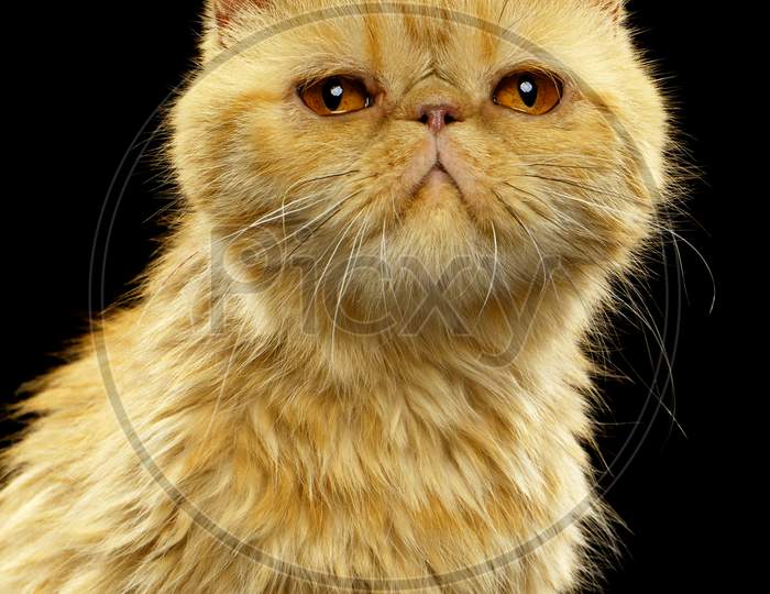 Closeup Portrait Of Exotic Ginger Shorthair Cat On Black