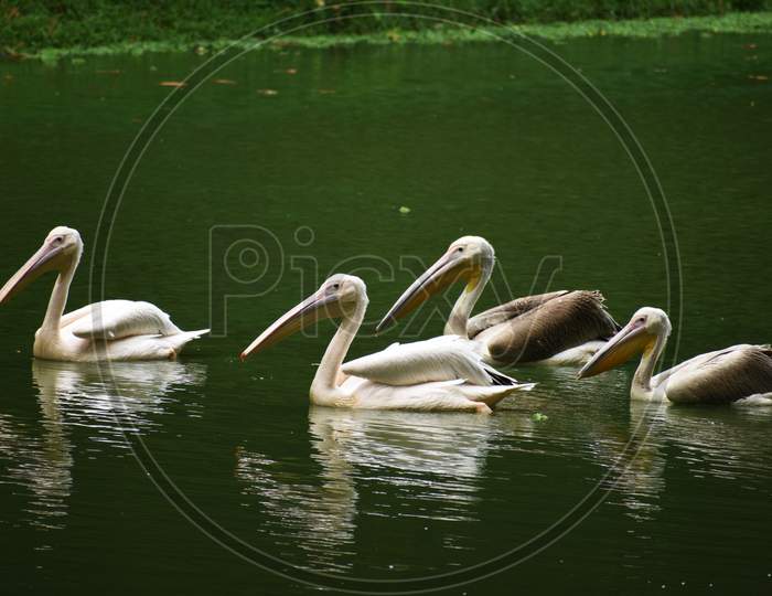 Four Beautiful Geese And Storks Are Swimming On The Water of A Lake