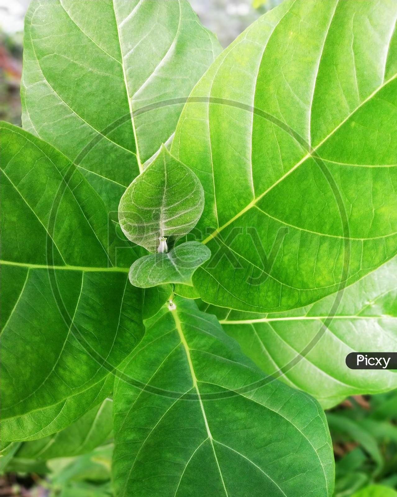 It is a cotton plant.  Its color is green.  It has its own leaves in its background.  Its color is green too its looking so nice