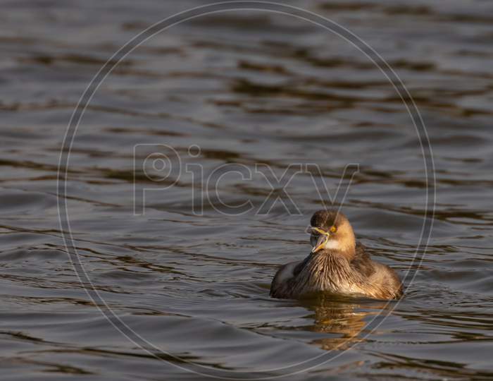 A little Grebe also known as Tachybaptus ruficollis and dabchick