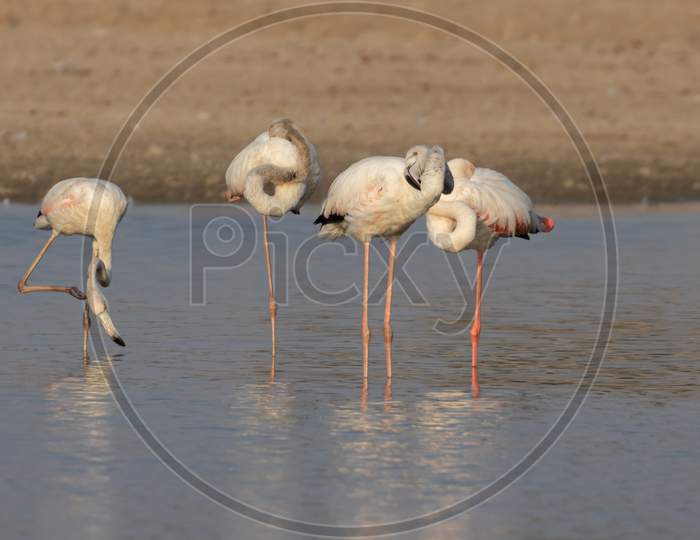 Greater flamingos standing inside water with  their necks curled