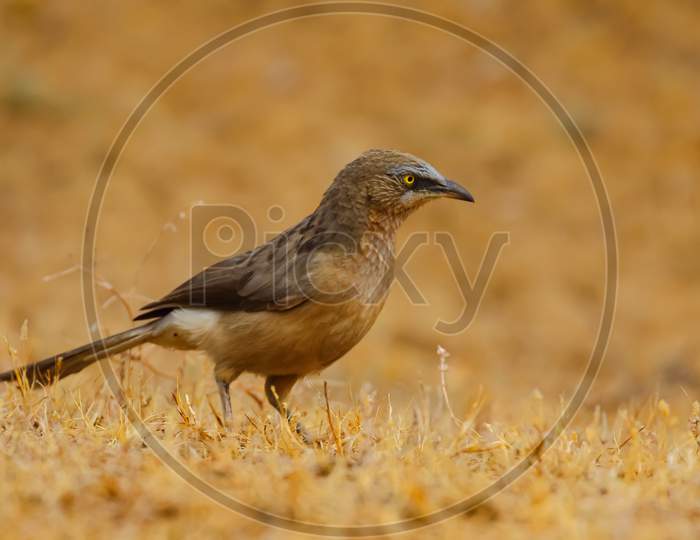 A large grey babbler siting on the ground with blur background