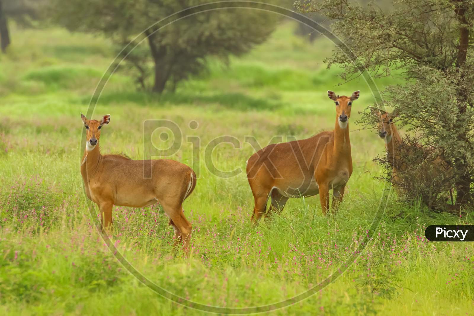 Family of nilgai also known as blue bull