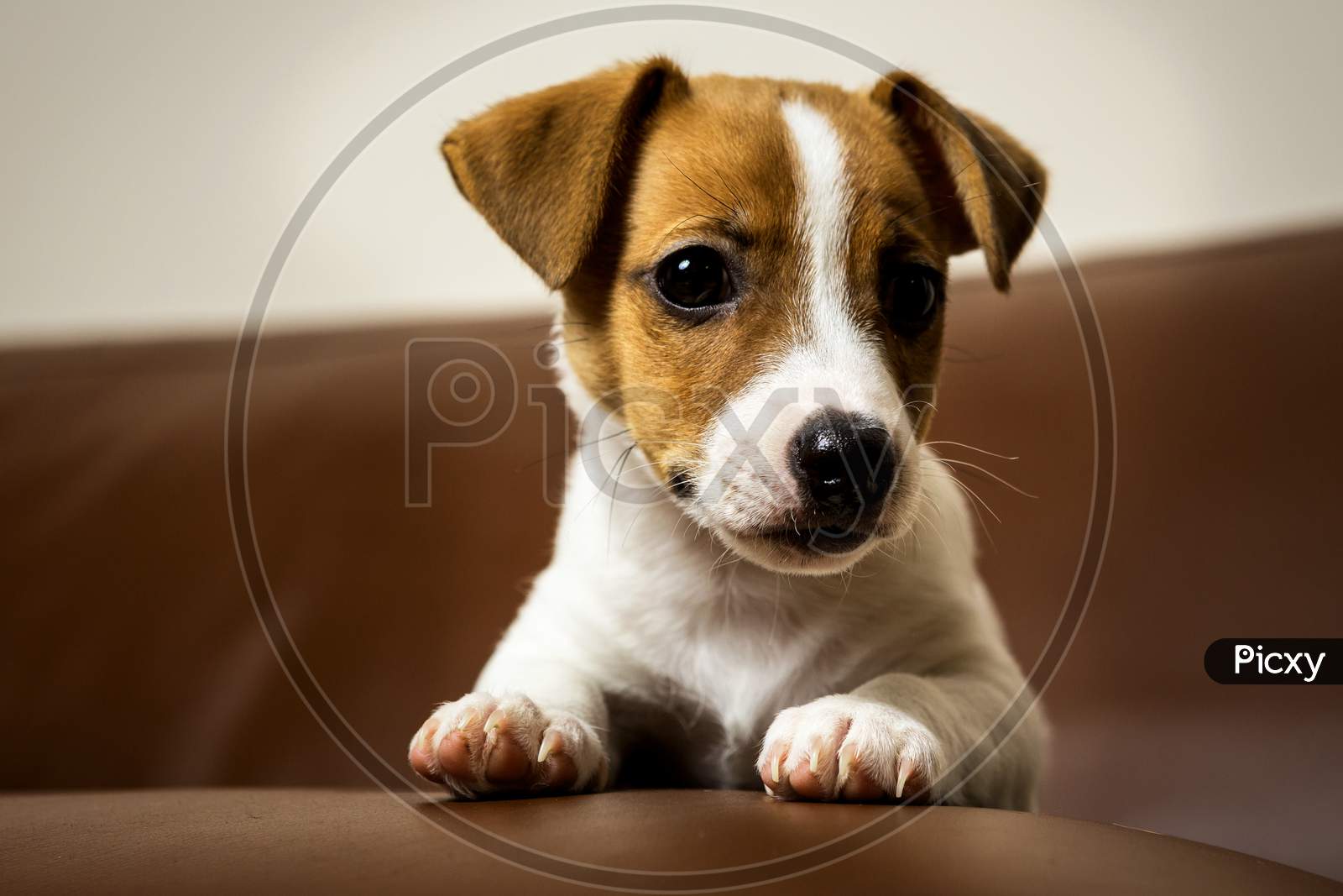 Jack Rassell Terrier Puppy