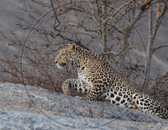 An Indian leopard with its twisted tail gracefully stretching on a rock