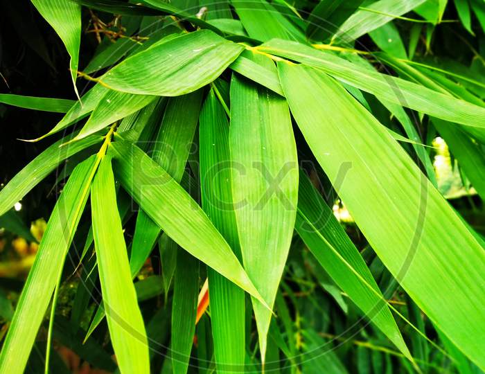 It is a bamboo tree leaf.  Its color is green.  It is found in India.
