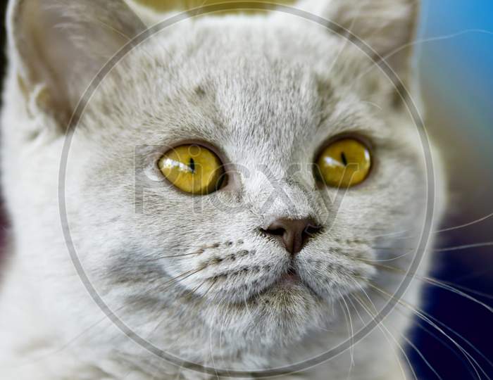 Young British Shorthair Cat