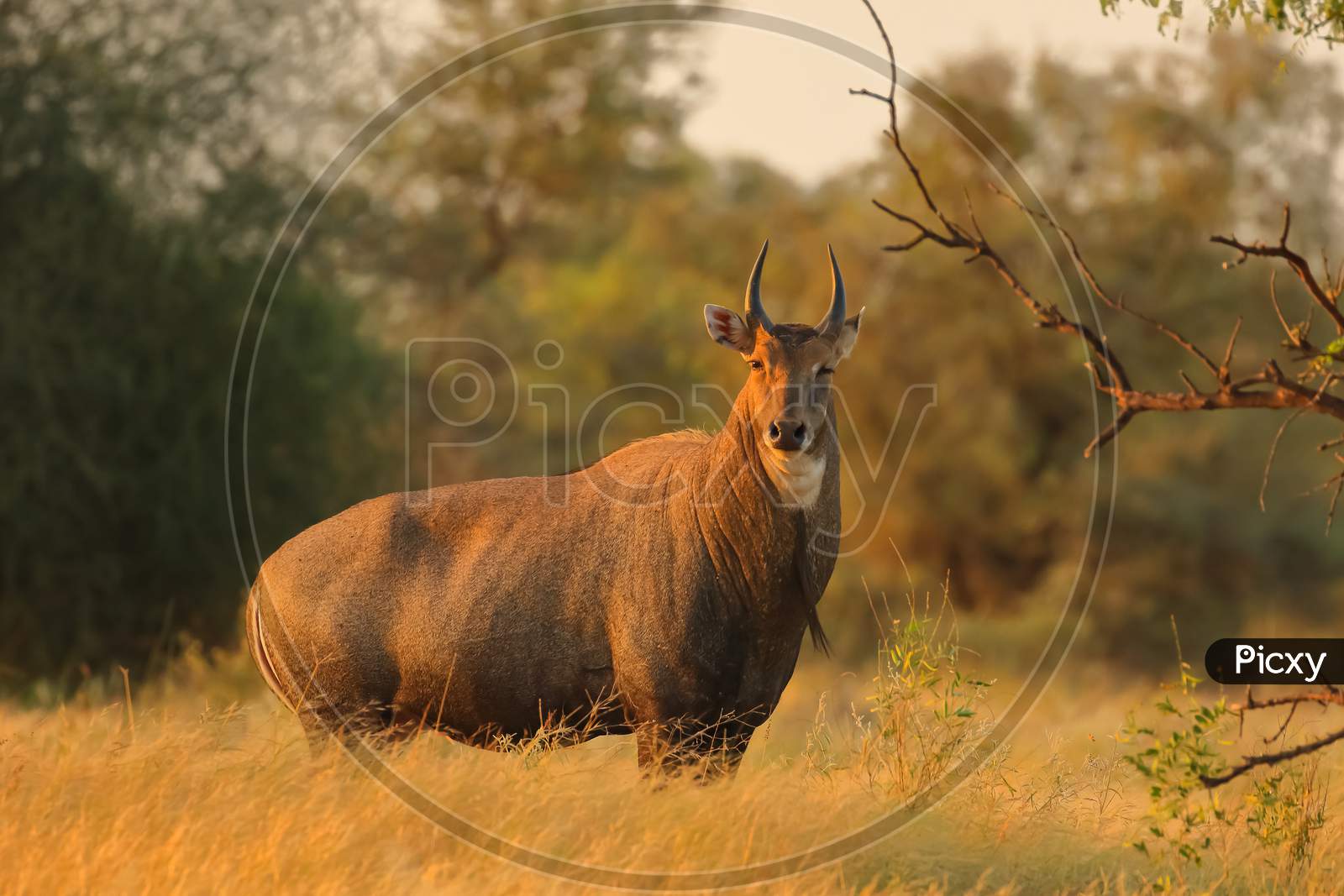 An adult Blue bull largest antelope in India also called Nilgai