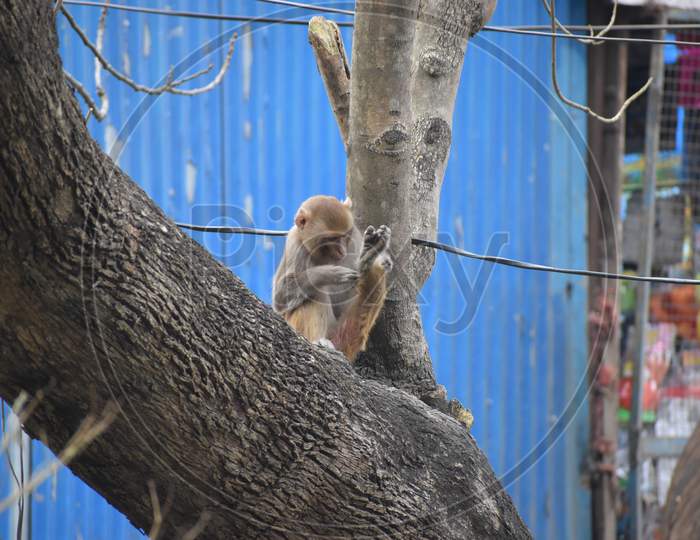 Beautiful Picture Of Monkey Sit On Tree